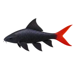 Red-tailed Black Shark (Epalzeorhynchos bicolor) thumbnail image on AnimalDex