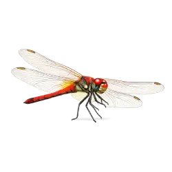 Red-veined Darter (Sympetrum fonscolombii) thumbnail image on AnimalDex