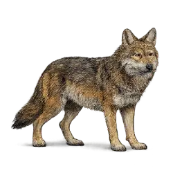 Red Wolf (Canis rufus) featured animal image on AnimalDex