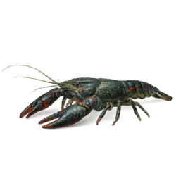Redclaw crayfish