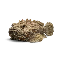 Reef Stonefish