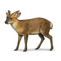Reeves's Muntjac animal lesson image on AnimalDex