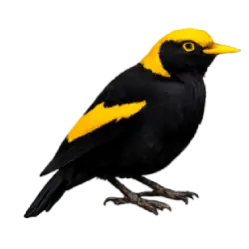 Regent Bowerbird (Sericulus chrysocephalus) featured animal image on AnimalDex