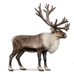 Reindeer (Rangifer tarandus) featured animal image on AnimalDex