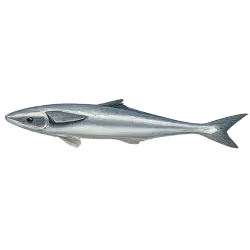 Remora (Echeneis naucrates) featured animal image on AnimalDex