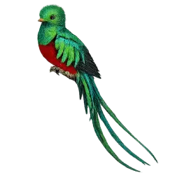 Resplendent Quetzal (Pharomachrus mocinno) featured animal image on AnimalDex