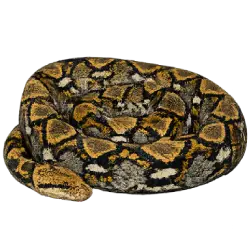 Reticulated Python (Malayopython reticulatus) featured animal image on AnimalDex