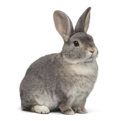 Rex Rabbit animal lesson image on AnimalDex