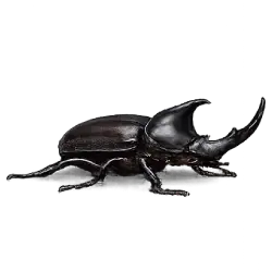Rhinoceros Beetle (Dynastinae) featured animal image on AnimalDex
