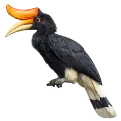 Rhinoceros Hornbill (Buceros rhinoceros) thumbnail image on AnimalDex
