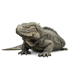 Rhinoceros Iguana (Cyclura cornuta) featured animal image on AnimalDex