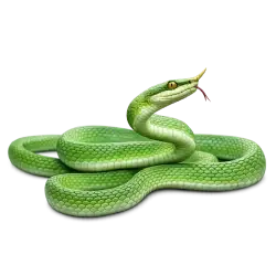 Rhinoceros Rat Snake (Gonyosoma boulengeri) featured animal image on AnimalDex