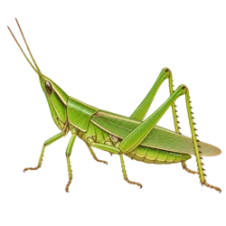 Rice Grasshopper (Oxya hyla intricata) thumbnail image on AnimalDex