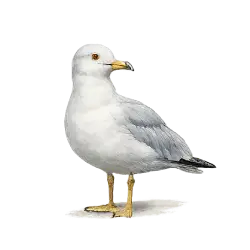Ring-billed Gull