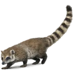 Ring-tailed Coati animal lesson image on AnimalDex
