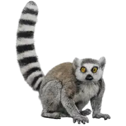 Ring-tailed Lemur (Lemur catta) featured animal image on AnimalDex