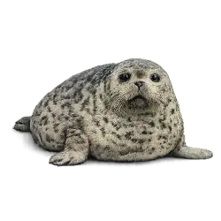Ringed Seal (Pusa hispida) featured animal image on AnimalDex