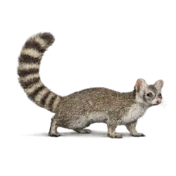 Ringtail (Bassariscus astutus) featured animal image on AnimalDex