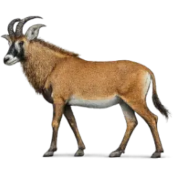 Roan Antelope (Hippotragus equinus) featured animal image on AnimalDex