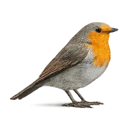 Robin (Erithacus and Turdus relatives) featured animal image on AnimalDex