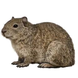 Rock Cavy lesson from nature
