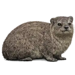 Rock Hyrax (Procavia capensis) featured animal image on AnimalDex