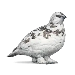Rock Ptarmigan lesson from nature