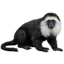Roloway Monkey animal lesson image on AnimalDex