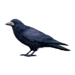 Rook (Corvus frugilegus) thumbnail image on AnimalDex
