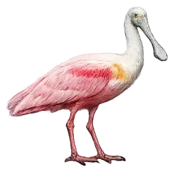 Roseate Spoonbill (Platalea ajaja) featured animal image on AnimalDex