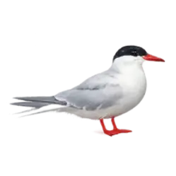 Roseate Tern (Sterna dougallii) featured animal image on AnimalDex