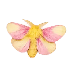 Rosy Maple Moth (Dryocampa rubicunda) featured animal image on AnimalDex