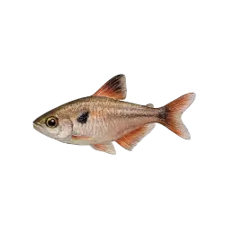 Rosy Tetra
