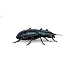 Rove Beetle animal lesson image on AnimalDex