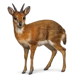 Royal Antelope (Neotragus pygmaeus) featured animal image on AnimalDex
