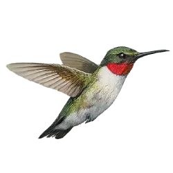 Ruby-throated Hummingbird (Archilochus colubris) featured animal image on AnimalDex
