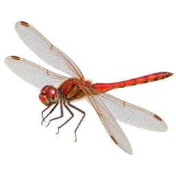 Ruddy Darter (Sympetrum sanguineum) thumbnail image on AnimalDex