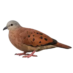 Ruddy Ground Dove (Columbina talpacoti) thumbnail image on AnimalDex
