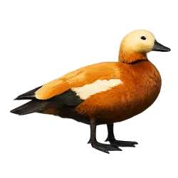 Ruddy Shelduck (Tadorna ferruginea) featured animal image on AnimalDex