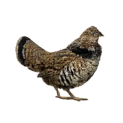Ruffed Grouse (Bonasa umbellus) featured animal image on AnimalDex