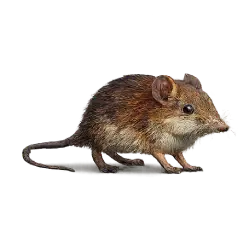 Rufous Elephant Shrew animal lesson image on AnimalDex