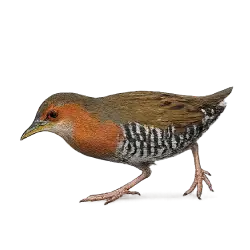 Rufous-sided Crake lesson from nature