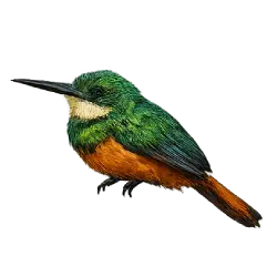 Rufous-tailed Jacamar (Galbula ruficauda) featured animal image on AnimalDex