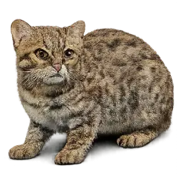 Rusty-spotted Cat (Prionailurus rubiginosus) featured animal image on AnimalDex