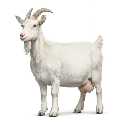 Saanen Goat animal lesson image on AnimalDex