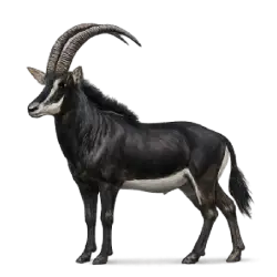 Sable Antelope (Hippotragus niger) featured animal image on AnimalDex