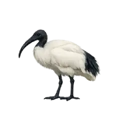 Sacred Ibis (Threskiornis aethiopicus) featured animal image on AnimalDex