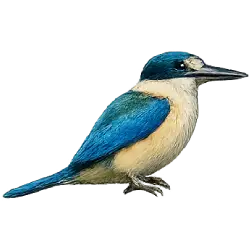 Sacred Kingfisher (Todiramphus sanctus) featured animal image on AnimalDex
