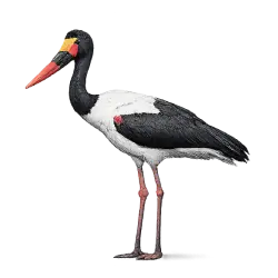 Saddle-billed Stork (Ephippiorhynchus senegalensis) featured animal image on AnimalDex