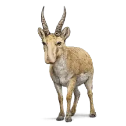 Saiga Antelope (Saiga tatarica) featured animal image on AnimalDex